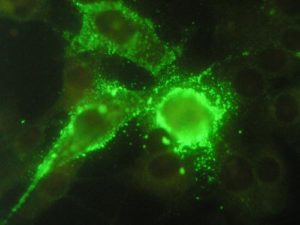 Parvovirus canino - IgG (1000x)