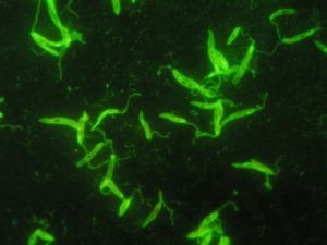 Leishmania infantum - 1000x