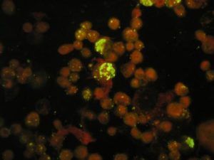 Ehrlichia canis - 400x