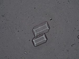 Fosfati tripli (Struvite) - 1000x